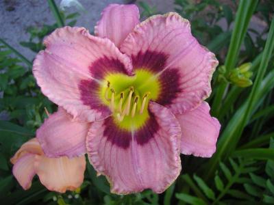 Daylilies2006 002 (Medium).jpg