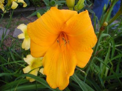 Daylilies2006 009 (Medium).jpg