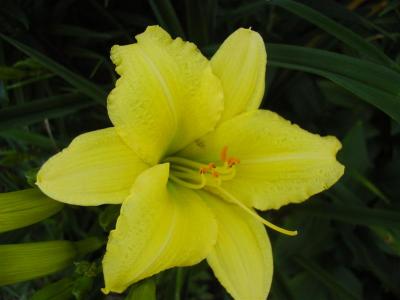 Daylilies2006 011 (Medium).jpg