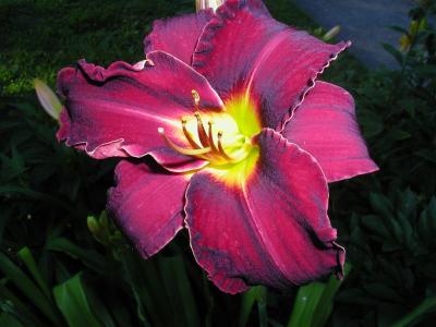 Daylilies2006 019 (Medium).jpg