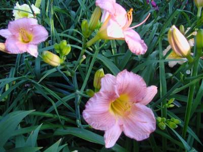 Daylilies2006 026 (Medium).jpg