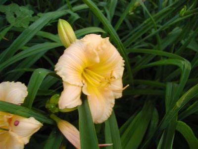 Daylilies2006 029 (Medium).jpg