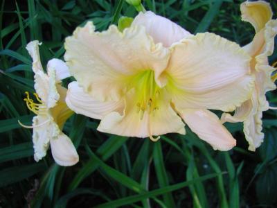 Daylilies2006 034 (Medium).jpg