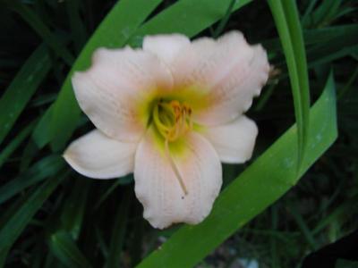 Daylilies2006 042 (Medium).jpg