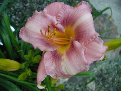 Daylilies2006 049 (Medium).jpg