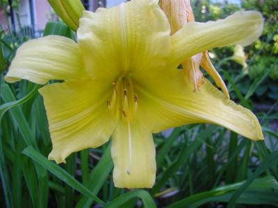 Daylilies2006 006 (Medium).jpg