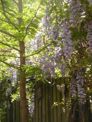 Bald Cypress Tree and Wisteria in Bloom.jpg