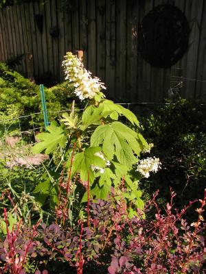 Oak Leaf Hydrangea Bloom.JPG