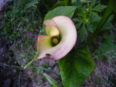 Peach Colored Calla Lily.JPG