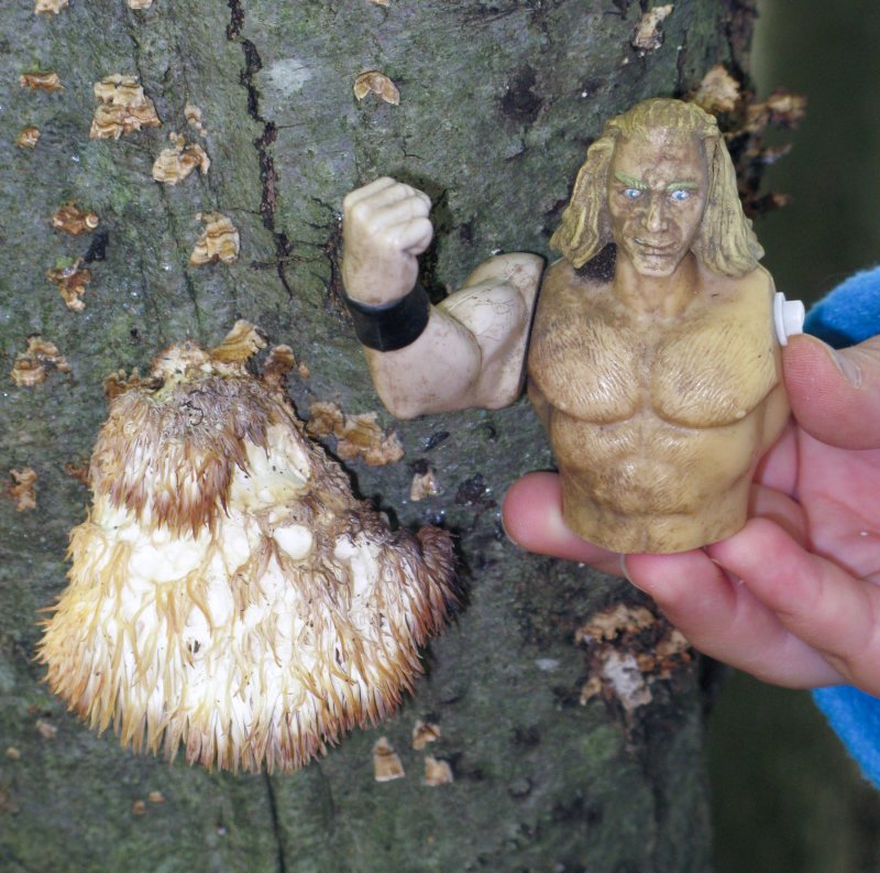 Eva found this old Hericium and the one-armed wrestler.2279.jpg