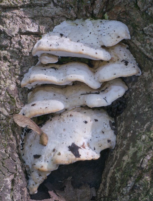When I saw this cluster of mushrooms, I knew this must be a maple tree.  Oxyporus populinus usually has moss on it.1030401.jpg