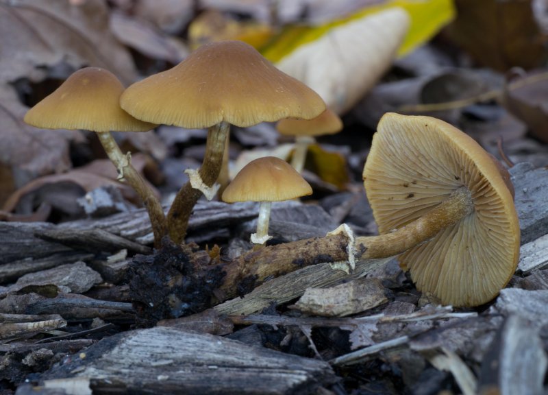 Pholiotina rugosa (Conocybe filaris) is mushroom with a movable ring, just like lepiotas have.1030427.jpg