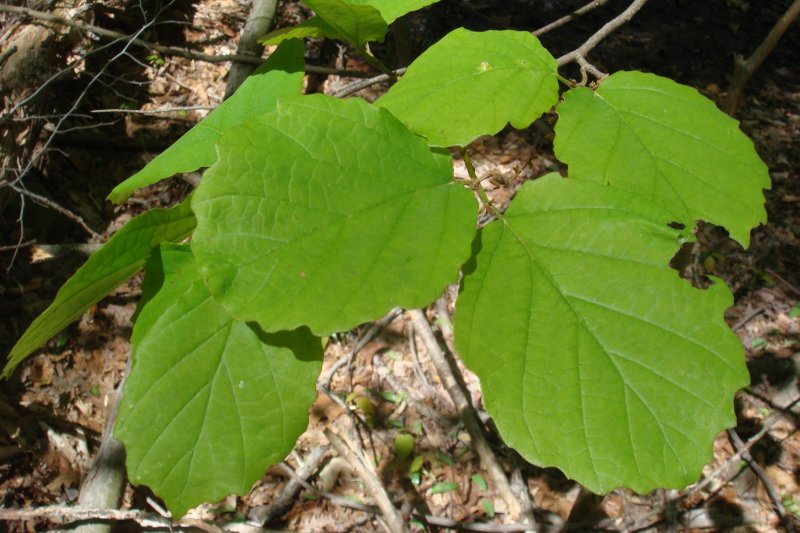 Witch Hazel Shrub_02.jpg