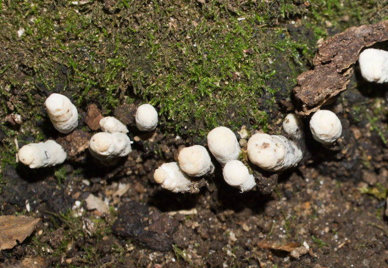 Xylaria01020.jpg