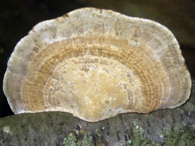 Daedaleopsis confragosa2555.jpg