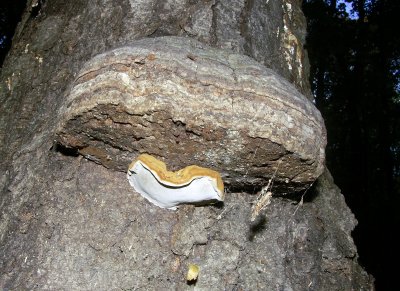 Fomes fomentarius5057.jpg