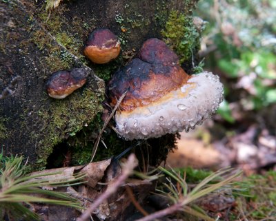 Fomitopsis pinicola0722.jpg