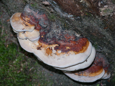 Fomitopsis pinicola1010652.jpg