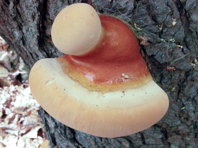 Ganoderma tsugae3391.jpg