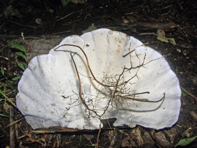  Lenzites elegans or Trametes gibbosa   3624.jpg