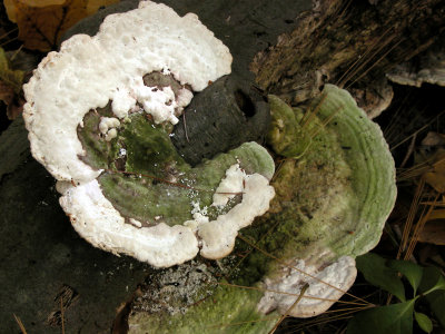 Lenzites elegans or Trametes gibbosa2112.jpg