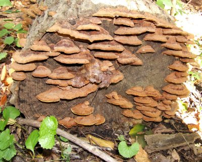 Phellinus gilvus01070061.jpg