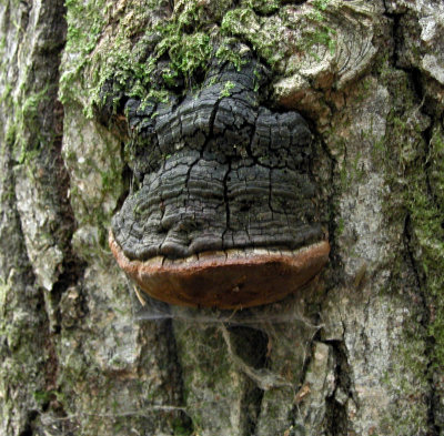 Phellinus ignarius0474a.jpg