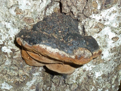 Phellinus ignarius1020142.jpg