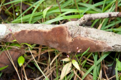 Phellinus punctatus5591.jpg