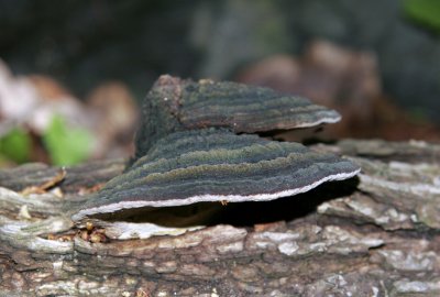 Phellinus rimosus2173.jpg