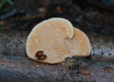 Polyporus (Favolus) alveolaris04664.jpg