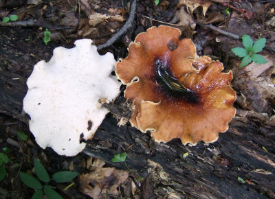 Polyporus badius0883.jpg