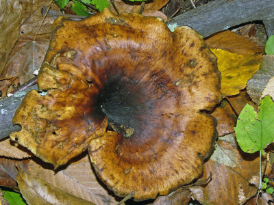 Polyporus badius4505.jpg