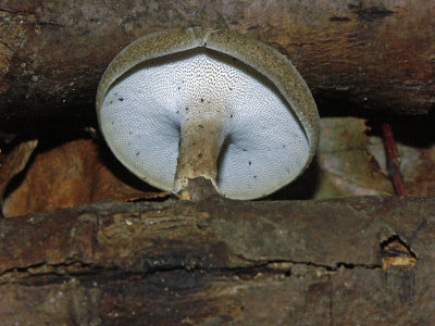 Polyporus brumalis4901.jpg