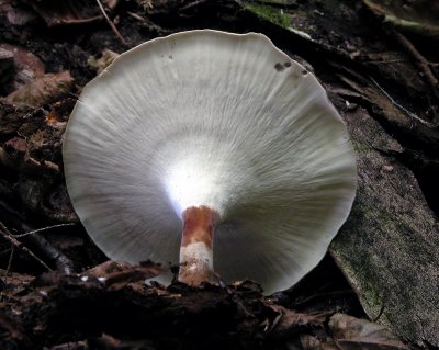 Polyporus radicatus 7771.jpg