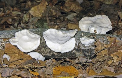 Tyromyces chioneus3777.jpg