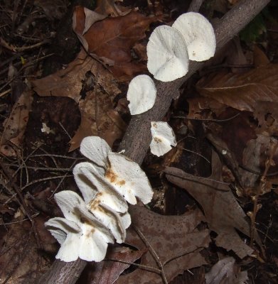 Trametes ochracea?10050117.jpg