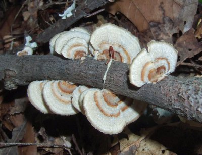 Trametes ochracea?10050118.jpg