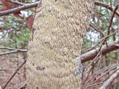 Hydnochaete olivaceum on hemlock11160037.jpg