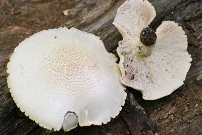 Lentinus lepideus_0483.jpg