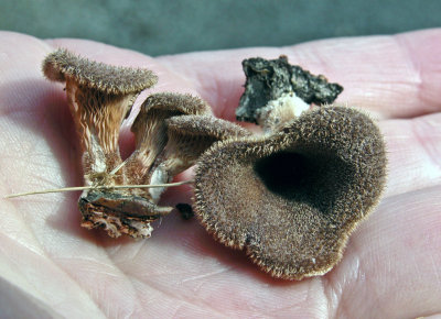 Lentinus strigosus (Panus rudus)0156.jpg