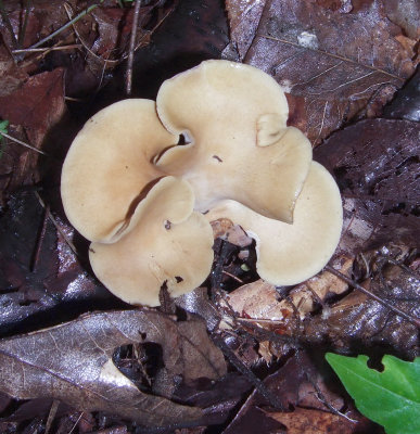 Polyporus varius 1410.jpg