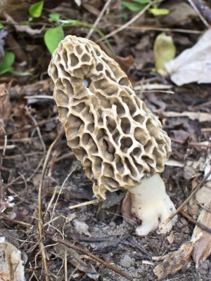 Morchella esculenta 0063.jpg