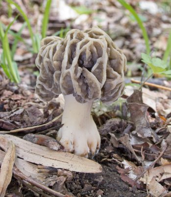 Morchella esculenta 0090.jpg