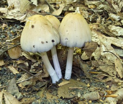 Coprinopsis micaceus0148.jpg