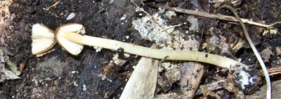 Mycena sp. found under rotting log0192.jpg