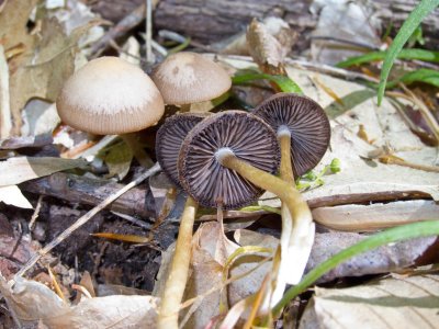 Psathyrella piluliformis0205.jpg