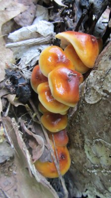 Flammulina velutipes.jpg