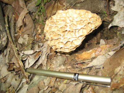 Huge lonely Morel.jpg