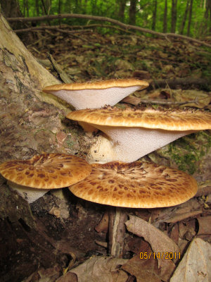 Polyporus squamosus, Dryad Saddle_0730 5-14-2011 11-40-09 AM 1200x1600.jpg